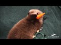 cute otter video compilation 2016