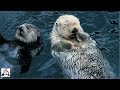 Cute Otter Video Compilation 2016