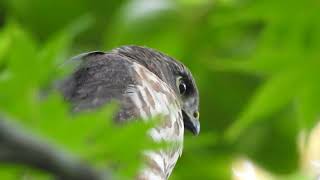 鷹の鳴き声 母を呼ぶ幼鳥ツミがかわいい　DSCN0379