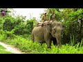 a short tour of manasnationalpark assam .