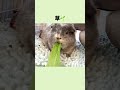 ながーーーーい草を食べるモルモット🐭✨🌱