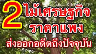 2ไม้เศรษฐกิจราคาแพง-ที่ส่งออกตั้งแต่อดีตจนถึงปัจจุบัน