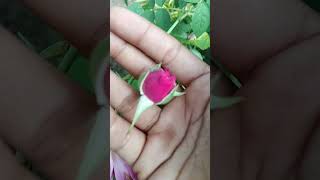 That is beautiful rose but you can subscribe and like #topcreators #sellingaccount #subsribe