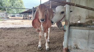 ขวัญใจสายหูอินดูบราซิล บรีดโดยคนไทย รีเจนเดอร์ มาอีกแล้วครับ.