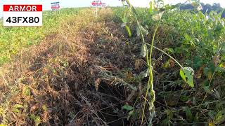 XtendFlex Soybean Trial