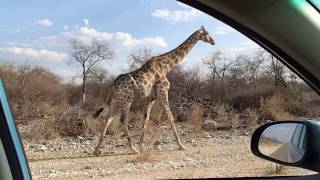 Giraffe walking roadside, Etosha National Park