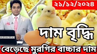 আজকের বয়লার মুরগির বাচ্চার দাম কিছুটা বেড়েছে : সকল বাচ্চাসহ বয়লার বাচ্চার দাম জানুন : 21/12/ 2024