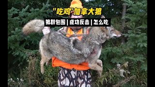 加拿大郊狼泛滥，男子野外求生，狩猎野狼，你们知道狼肉怎么做好吃吗？