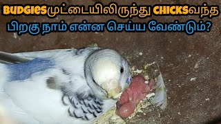 what we can do after the budgies eggs hatch? தமிழ்