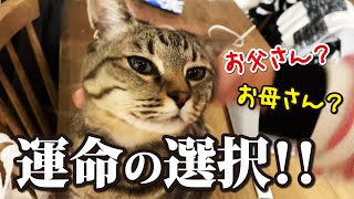 【猫はどちらに飛びつく？】同時に帰宅の飼い主2人の負けられない戦い！