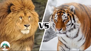 สิงโตบาร์บารี (แอตลาส) VS เสือโคร่งไซบีเรีย ใครจะเป็นฝ่ายชนะ?