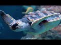 Aquarium 4K (ULTRA HD) - The Peculiar World Of Marine Reptiles And Coral Reefs With Calming Music