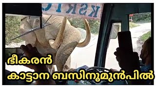 elephant attacks BUS |ആന KSRTC ബസിനു മുന്നിൽ വന്നപ്പോൾ 😲|കാട്ടാന വന്നാൽ