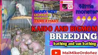 MAIMIKEORDOÑEZ VLOG 063 || KAIDO AND BIGMOM BREEDING UPDATE || BATHING AND SUN BATHING