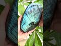 labradorite is a great crystal for protection and intuition