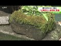 暑い夏を涼やかに…　「札幌軟石と植物展」開催