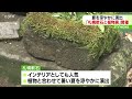 暑い夏を涼やかに…　「札幌軟石と植物展」開催