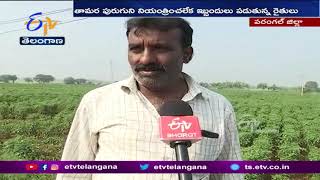 మిర్చి రైతును ముంచిన తామర జాతి పురుగు | Warangal Miechi Farmers Facing Problems With Insects