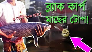 ব্ল্যাক কার্প ব্লাড কার্প মাছের টোপ Amazing Fishing Technique Black Carp Bait DIY Fishing