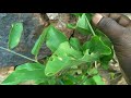 தலைசுருளி மூலிகை ஈசுவர மூலிகை ஈஸ்வர மூலி குருவேர் thalaisuruli herbal aristolochia indica