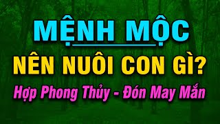 MỆNH MỘC Nên Nuôi CON GÌ? Cách Lựa Chọn Vật Nuôi Hợp Tuổi, Hợp Phong Thủy Để Gặp May Mắn