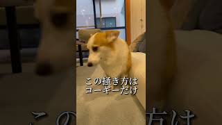 こんなのコーギーだけだよ🥹#shorts #corgi #つーちゃん #코기