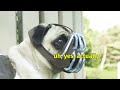 ep 6 batdog vs. bane cute dachshund u0026 pug in funny dog video