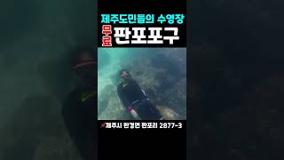 제주도민이 여름에 무조건 가는 물놀이 포인트 #판포포구