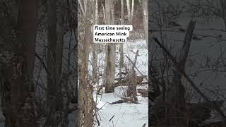 First time seeing American Mink Massachusetts #massachusetts #wildlife