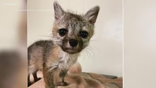 Tempe family saves baby fox that followed them home