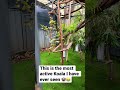 this is one crazy koala 🐨😂 cute subscribe koala viral