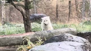 お庭で何か見つけてモグモグ真白ちゃん　ホッキョクオオカミのこども　那須どうぶつ王国にて　2024年12月8日