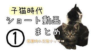 子猫時代　ショート動画まとめ①