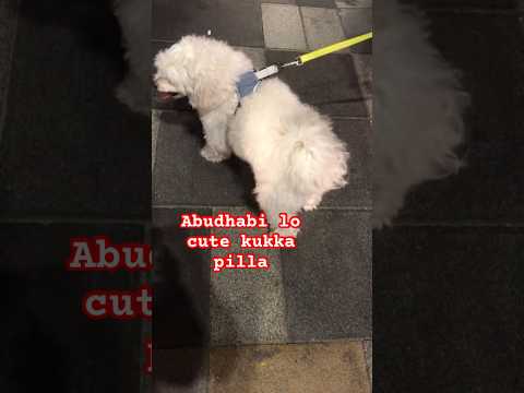 Cute Kukka Pilla #kukkapilla #cutedog #telugushorts #tendingtelugu# ...