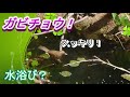 水辺を求めて…ビオトープ管理編 6 ガビチョウの水浴び♡　 ガビチョウ