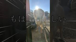 いつもと違う霊的なことが起きてしまった犬 #ゴールデンレトリバー子犬