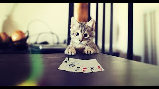 Самые смешные и милые котики и собаки 🐱🐶 Подборка смешных видео #14