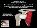 Anatomy Of The Subscapularis Muscle - Everything You Need To Know - Dr. Nabil Ebraheim