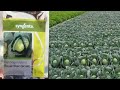 Royal Star BC-86 Cabbage Seeds K Bara Mai  Details Cultivation/Seeds Knowledge.