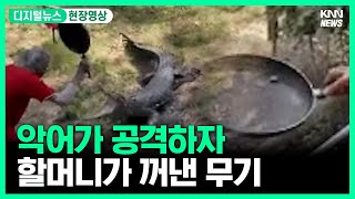 일반 가정집에 악어 출몰... 주인은 '이것' 꺼냈다 #디지털뉴스