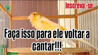 SEU CANÁRIO PAROU DE CANTAR??? - Saiba o que fazer - Canaril do Alemão