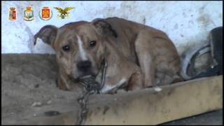 Questura di Palermo - Scoperti locali adibiti ad alloggi per cani da combattimento