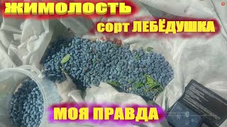 Жимолость съедобная сорта.Жимолость Лебедушка