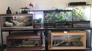 2020 Reptile Room Tour | New Reptiles | New Enclosures!  #reptiles #geckos #snakes #lizards #frogs