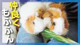 お膝に乗ってくるモルモットたち  cute  guineapig