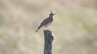 Crested lark    Galerida cristata Κατσουλιέρης in Greece