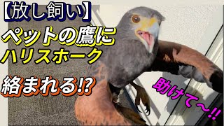 【放し飼いの鷹】ペットのハリスホークに絡まれた件！I was attacked by my pet Harris Hawk.free range Harris Hawk【日常のルーティーン】鷹匠