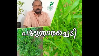 പഴുതാര ചെടി | PAZHUTHARA CHEDY