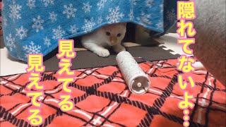 [保護子猫]ダンボールの家がお気に入りの子猫、ダンボールの家捨てられなくて嬉しそう！