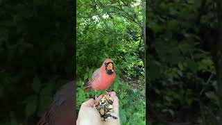 🔴plzLike\u0026Subscribe🔴 Mama, Papa and baby male fledgling Cardinal